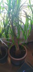 Plante infestée