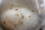 Le Tomatilles du Mexique aussi me font des germes