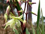 Yucca .....jpg
