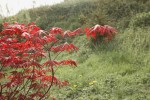 IMG_2502.jpg
