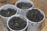et les 4 aubergines violettes mises en pot début de semaine