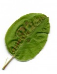 feuille-poirier2.jpg