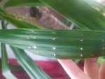Tâches sur les feuilles