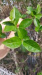 Arbustre inconnu