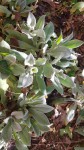 Plante inconnu
