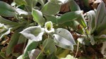 Plante inconnu