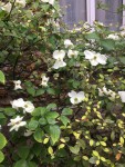 buisson ardent2.jpg