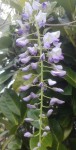 Plante01.jpg