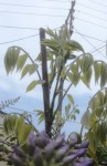 Plante 01a.jpg