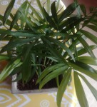 Plante 03.jpg