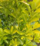 Plante 02.jpg
