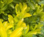 Plante 02a.jpg