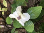 buisson ardent4.jpg
