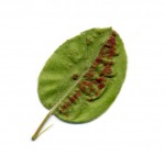 feuille-poirier.jpg