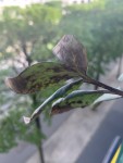 IMG_9973.JPEG