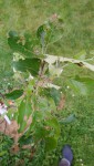 feuilles pommier trouées