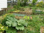 Potager G 2020-04-19.jpg
