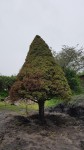 thumbnail_20200420_102039.jpg