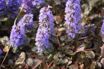 DSC02713.jpg