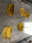 IMG_8116.jpg