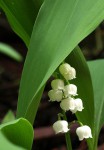 Muguet 2020 1.JPG