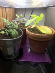 les semis sous lampe. Au premier plan il y a le semis qui est sorti du compost, à droite une courgette et au fond un semis de Noir de Crimée et un semis de tomate &quot;rose&quot;
