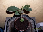 100_1080.jpg