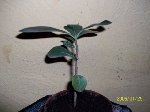 100_1081.jpg