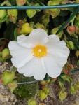cistus.jpg