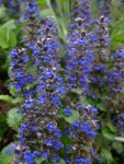 Ajuga reptans , bugle rampant 2020.JPG