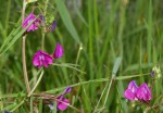 Gesse des montagnes (Lathyrus linifolius) 2020 (1).JPG