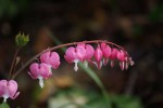 DSC02734.jpg