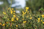 DSC02730.jpg