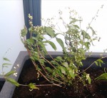 Photo Deutzia.jpeg