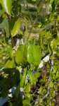 feuilles poirier2.jpg