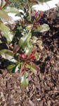 Photinia.jpg