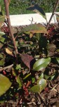 Photinia2.jpg