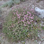 couvre-sol rose 1.jpg