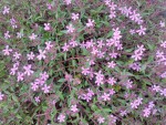 couvre-sol rose 2.jpg