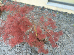 Stella rossa 1.GIF