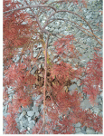 Stella rossa 2.GIF