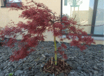 Stella rossa 4.GIF