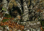 gic-arbre04017.jpg