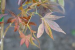 hinode nishiki
