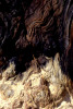 gic-arbre03400.jpg