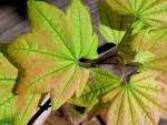 un sujet avec les feuilles très peu découpées