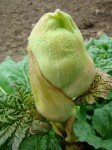 DSC00087.jpg