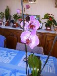 ORCHIDEE JANVIER 2009 (3).jpg