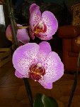 ORCHIDEE JANVIER 2009 (8).jpg