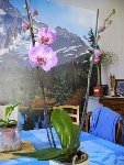 ORCHIDEE JANVIER 2009 (4).jpg